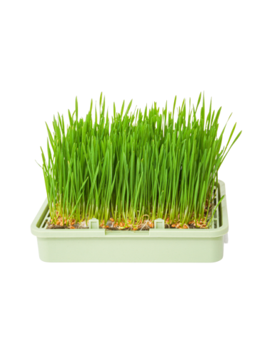 Orgaaniset siemenet Wheat Grass Risiko