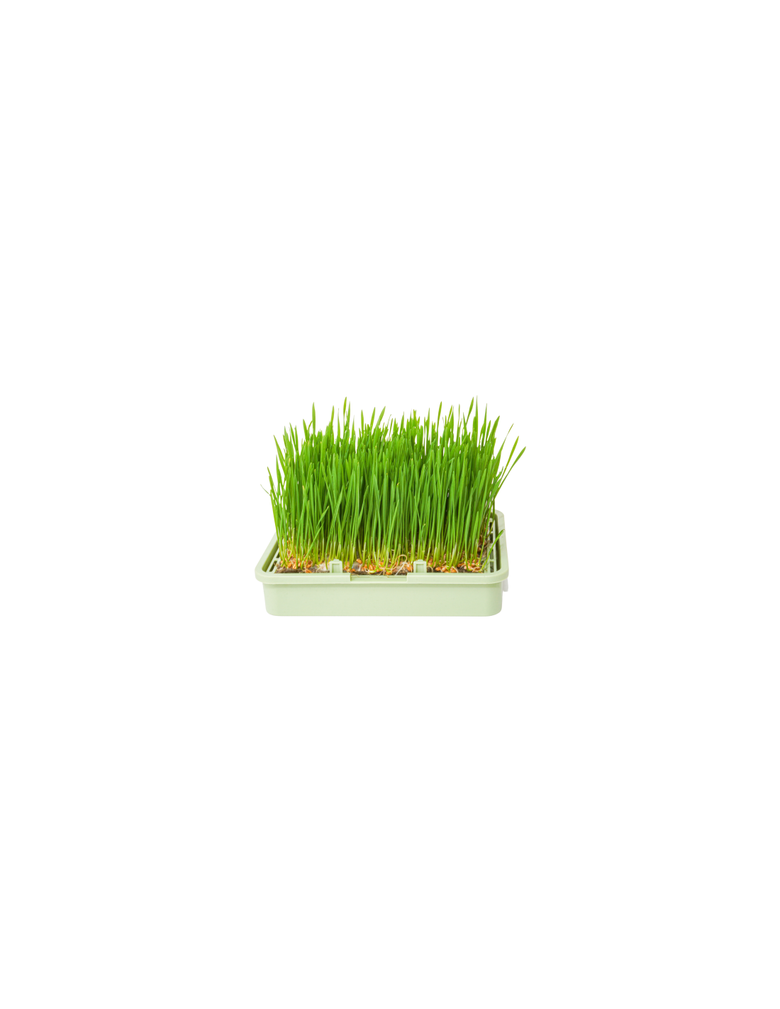 organic-seeds-wheat-grass-risiko