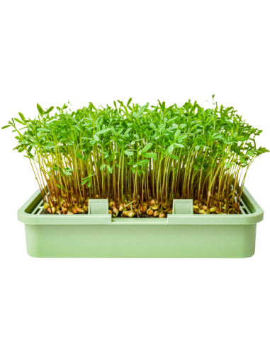 Semi di lenticchie verdi vellutate biologiche