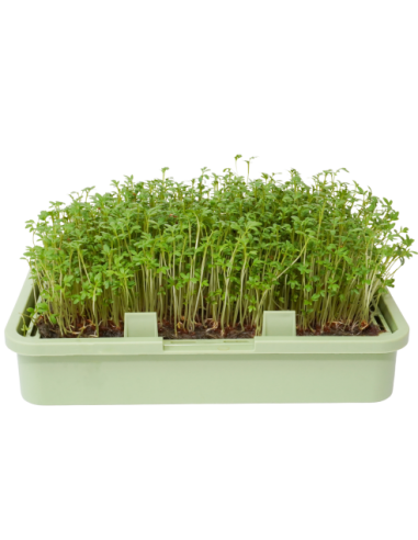 Organic Cress Seed Caligula