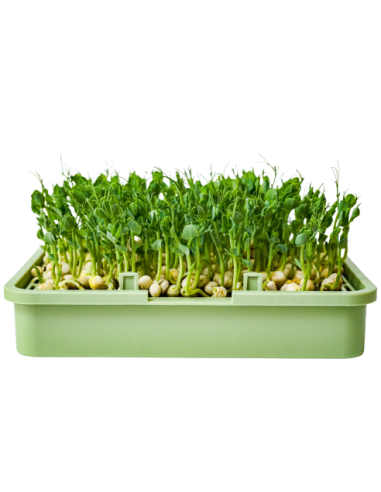 Balboa Green Organic Pea Seeds