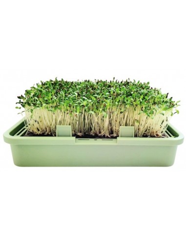 Organic Alfalfa Nola Seeds