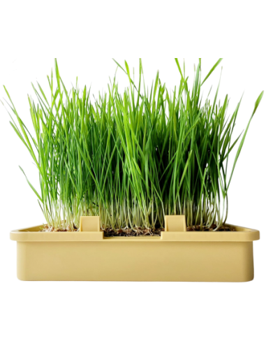 Babylon Garden hydroponic system for homes XS size, 1 weekly harvest of sprouts or microgreens, smart app + GIFT