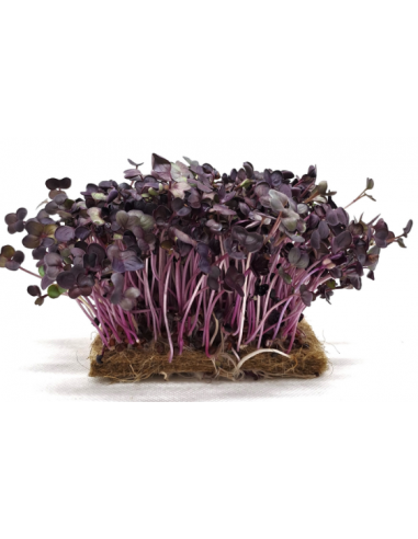 Βιολογικά Vulcano Violet Radishes