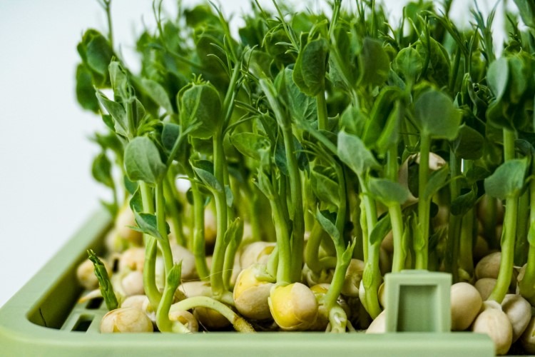 What do you need to know about handling seeds for germination?