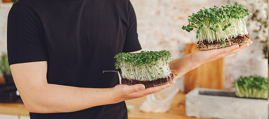 ¿Por qué necesitamos vegetales vivos y cultivos hidropónicos?