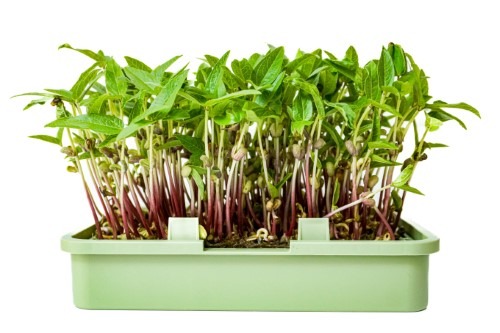 About vitamins, minerals and fibre in sprouts and microplants